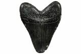 Fossil Megalodon Tooth - South Carolina #300201-1